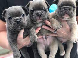Gorgeous english and french bulldog puppies for s we have a litter of top quality registered english bulldog puppies and french bulldog puppies available to new. French Bulldog Puppies In Pretoria 03 06 2020