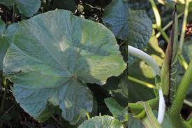 Image result for Piper umbellatum