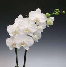 Orchids Phalaenopsis Amabilis Farmosa 042 Orchid Flower Orchids Phalaenopsis