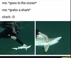 Me Goes To The Ocean Me Grabs A Shark Shark 0 Ifunny Sharks Funny Shark Jokes Funny Animal Jokes