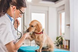 Book an appointment at friendship hospital for animals today. Your Guide To Veterinarians In Washington D C Neighborhoods