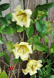 Image result for Solandra