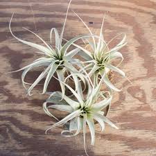 Image result for Xerophyta argentea