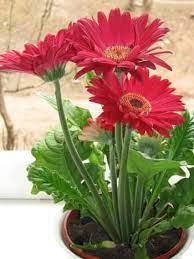 Check spelling or type a new query. The 8 Best Low Light And Low Maintenance Office Plants Dengarden