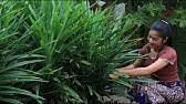 Pandan plant, fragrant leaves widely used for flavoring. Pandan Plant Biryani Leaf Uses And Propagation Youtube