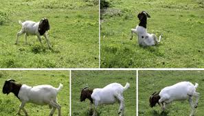 Image result for Ipomoea verbascoidea