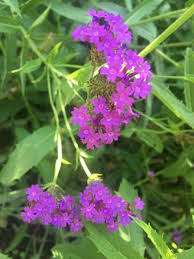 Image result for Verbena rigida