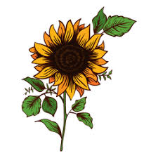 Beginners guide to painting a large yellow sunflower on canvas. Sunflower Drawing Transparent Png Svg Vector