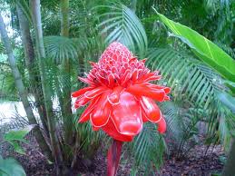 Image result for Etlingera elatior