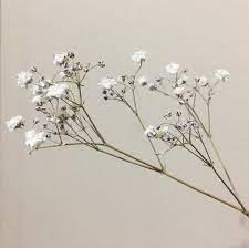 11 Of The Most Adorable Flowers That Start With B Gypsophila Flower Gypsophila Flower Clubs