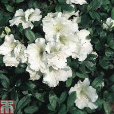 Rhododendron Gumpo White Azalea Group