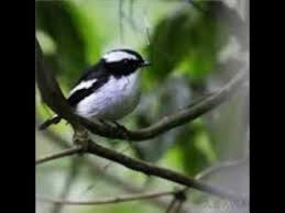 Jenis burung decu kembang, cara merawat decu kembang, daftar harga burung decu kembang terbaru, cara mengobati decu kembang, pakan terbaik decu kembang agar cepat gacor. Terapi Decu I Masteran Decu Kembang Ngeplong Untuk Memancing Kacer Dan Decu Bakalan Agar Gacor Youtube