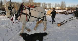 Logging tradition continues