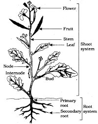 1) roots, 2) stems, and 3) leaves, each having specialized functions. Draw A Plant Diagram And Label The Parts Sarthaks Econnect Largest Online Education Community