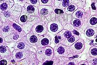 The range of sizes of circles makes it very eye catching and interesting to look at. Microscopic Animal Cells Images Kuhn Photo