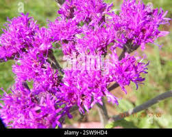 Image result for Vernonia hirsuta