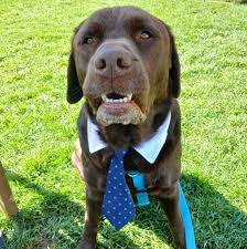 ISO the best dog friendly wineries and breweries around Seneca Lake.