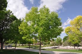 Image result for Fraxinus velutina