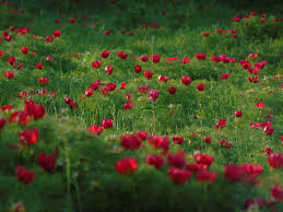 Mezőzáh, hungarian pronunciation:ˈmɛzøːzaːh) is a commune in mureș county, romania composed of nine villages Zau De Campie Bujorii Castelul Si LecÈia De Fotografie Fericescu
