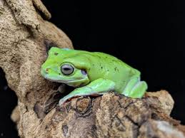 This is an overview of their care in captivity including housing, temperature, diet, and lighting needs. These Xl Indonesian Whites Frogs Are Quite The Treat To See And Hold They Have Different Shades Of Green And Even Some Tree Frogs Whites Tree Frog White Tree
