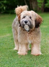Pleased to announce that dazzle will have puppies in 2021. Tibetan Terrier Information And Pictures Petguide