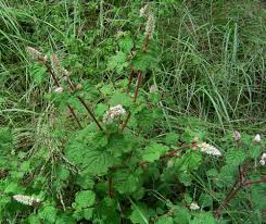 Image result for Cyathula cylindrica