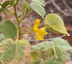Image result for Abutilon englerianum