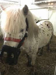 Maybe you would like to learn more about one of these? Cai Si Ponei Bolnavi Din ToatÄ Å£ara TrataÅ£i In Singurul Spital De Cai Din Transilvania