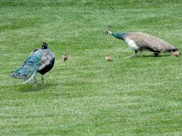 Peacock Life Cycle Growing Season