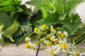 Takaran yang aman saat konsumsi teh herbal. Teh Chamomile Manfaat Dan Bahaya