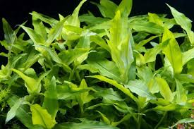 Image result for Floscopa sp.no.1