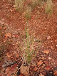 Image result for Panicum carneovaginatum