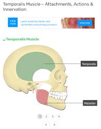 Animated text narrations and quizzes to explain the structures and functions of the human body systems. 5 Best Anatomy Websites For Medical Students Free Fast Easy To Understand Willpeachmd