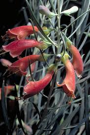 Image result for Eriosema youngii