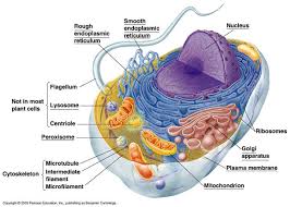 Since animal cells lack a rigid cell wall it allows them to develop a great diversity of cell types, tissues, and organs. Animal Cell Spiritualism And The Knowledge Of Human Nature Animal Cell Eukaryotic Cell Plant And Animal Cells