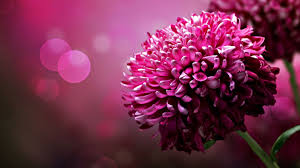 Flowers Don T Worry About How The Re Going To Bloom They Just Open Up And Turn Tow Purple Flowers Wallpaper Flower Desktop Wallpaper Beautiful Flowers Images