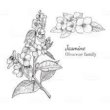 Ink Jasmine Herbal Illustration Hand Drawn Botanical Sketch Style How To Draw Hands Flower Drawing Jasmine Flower Tattoos