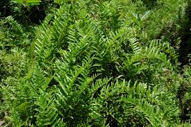 Image result for Ampelopteris