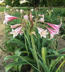 Image result for Crinum jasonii
