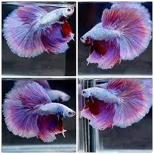 It was originally released on the august 22, 2012 available to purchase from the market for a limited time. Betta Fish Pink