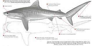 Tiger shark is one of the largest species of sharks on the planet. Galeocerdo Cuvier Shark References