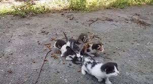 The second stage signals kitten birth. Baby Kittens Meowing Very Loudly For Mom Cat Steemit
