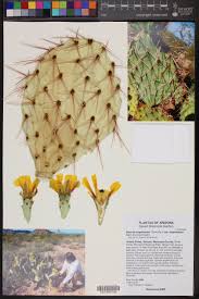 Prickly pear cactus is an important commercial crop in mexico, latin america, north africa, the mediterranean countries and the middle east. Opuntia Engelmannii Large Prickly Pear Cactus Garden