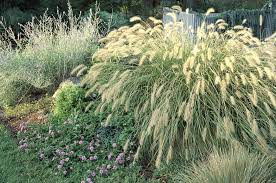 Pampas grass can be invasive in some areas. 8 Best Ornamental Grasses To Add Privacy To The Garden