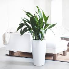 Obviously, plants need exposure to solar energy or sunlight, but too much exposure can cause however, if you find yourself dealing with placement problem, why not try getting these 15 houseplants that can live in low light. Plant Light Guide My City Plants