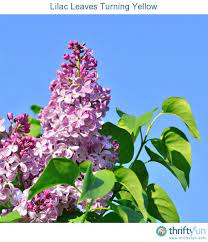 Lilac Leaves Turning Yellow Plant Leaves Turning Yellow Lilac Bushes Prune Lilac Bush