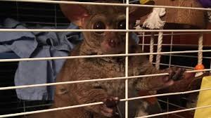 • pets and animals market in san jose del monte bulacan philippines update. Bushbaby Safe After Pet Store Owner Uses Exotic Animal As Payment Kmtr