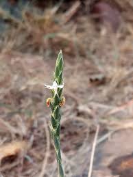 Image result for Elytraria acaulis