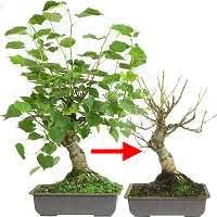Check spelling or type a new query. Bonsai Defoliation Bonsaischule Wenddorf