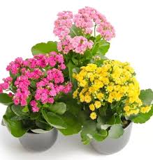 Image result for Kalanchoe